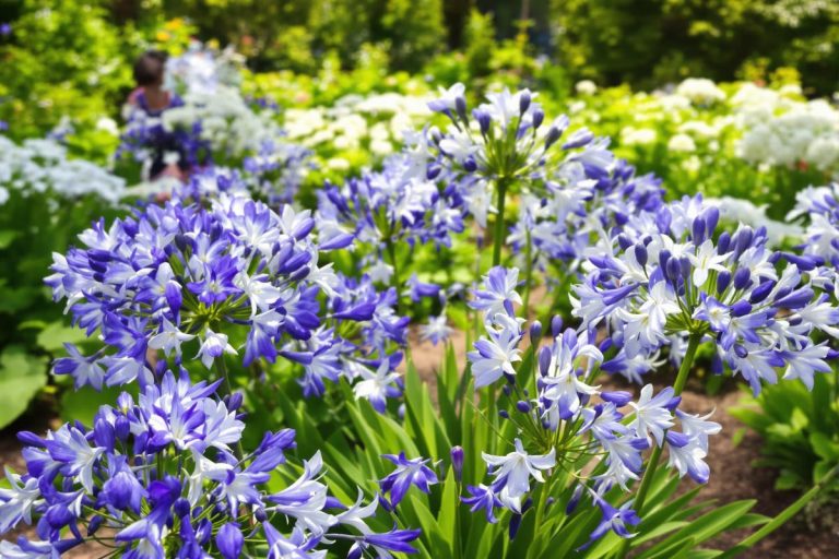 Agapanthes : le geste incontournable en septembre pour prolonger leur floraison au maximum.jpg