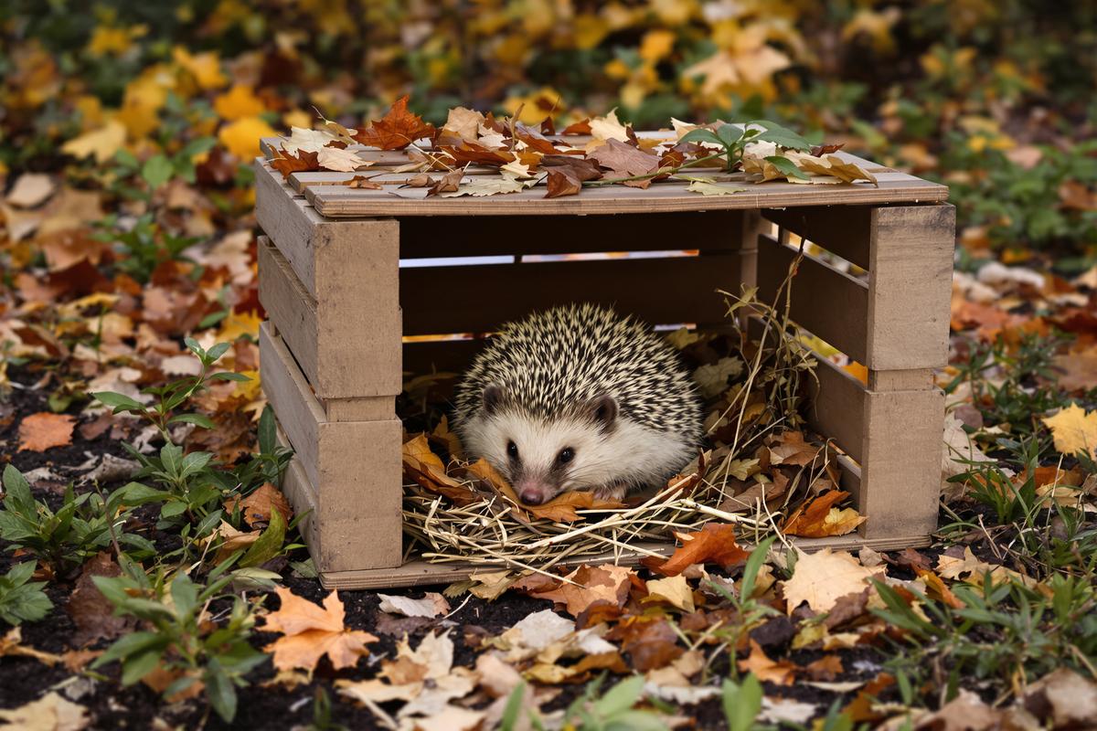 Offrez un refuge aux hérissons avec trois fois rien et attirez-les dans votre jardin tout l'automne.jpg