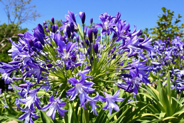 Vous avez planté vos agapanthes ici ? Mauvaise idée, selon les horticulteurs.jpg