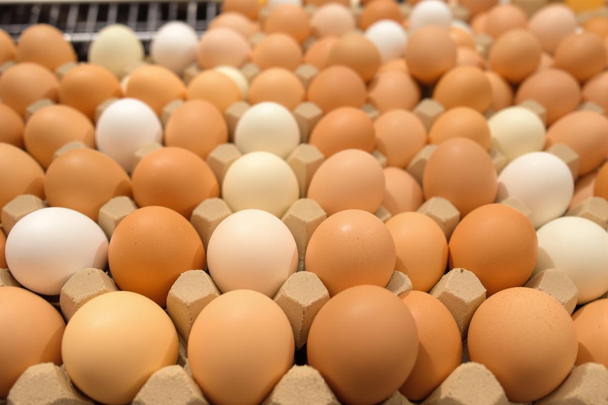 Œufs des supermarchés : voici comment repérer en un clin d'œil si la poule a été élevée dans de bonnes conditions.jpg